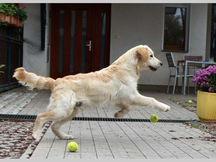 sdway golden retriver rezervacije besplatni mali oglasi