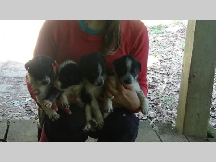 abca registrovan border collie radni muzjak spreman za parenje besplatni mali oglasi