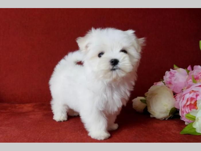 maltezer i coton de tulear štenci na prodaju besplatni mali oglasi