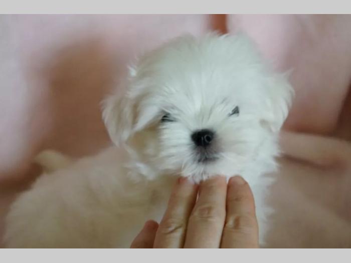 maltezer i coton de tulear štenci na prodaju besplatni mali oglasi