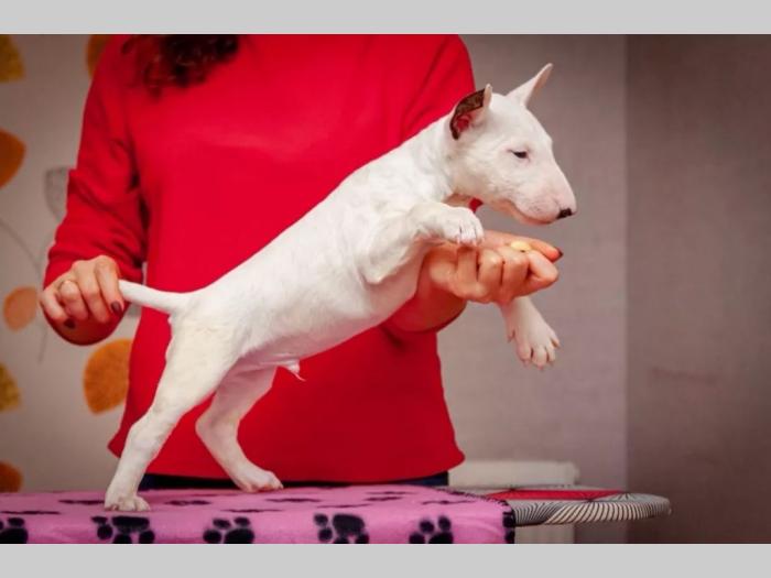 bulterijer i dogo argentino štenci na prodaju besplatni mali oglasi