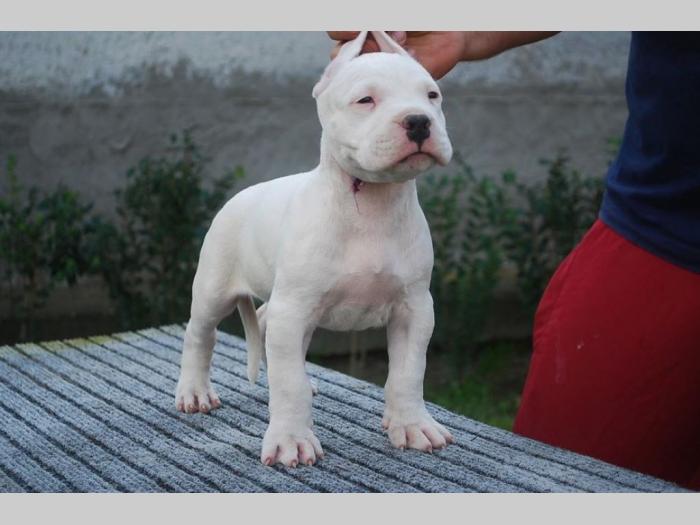 bulterijer i dogo argentino štenci na prodaju besplatni mali oglasi