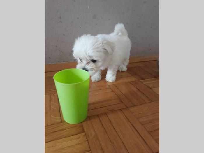 štenci mini maltezera besplatni mali oglasi