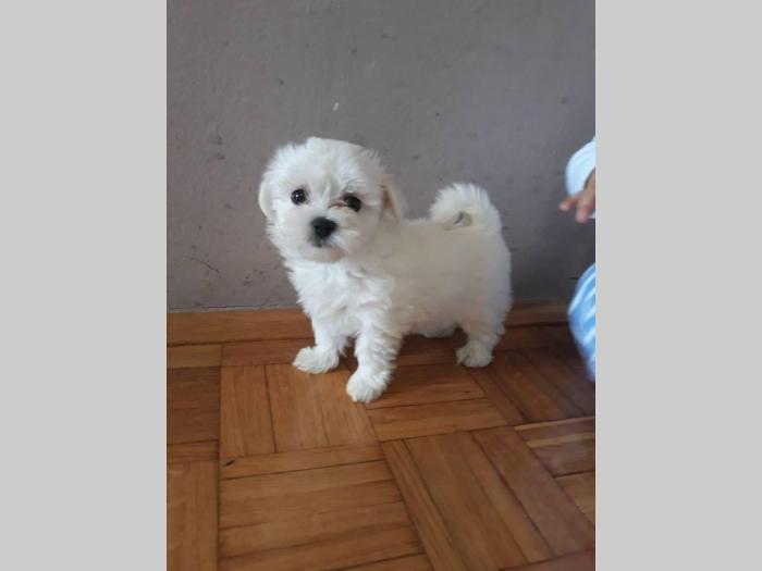 štenci mini maltezera besplatni mali oglasi