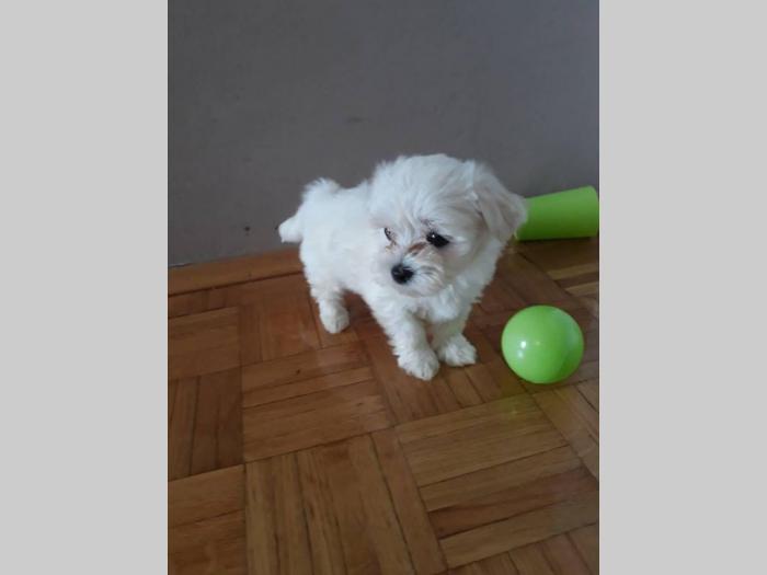 štenci mini maltezera besplatni mali oglasi