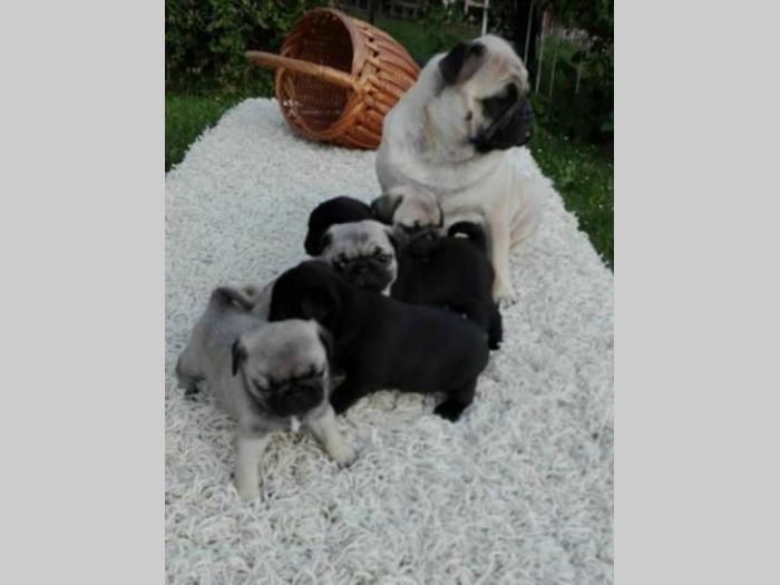 mops ženke vrhunskog kvaliteta besplatni mali oglasi