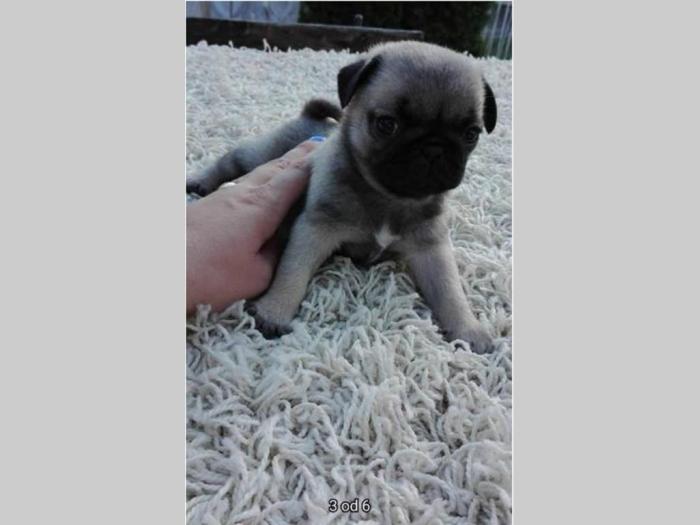 mops ženke vrhunskog kvaliteta besplatni mali oglasi