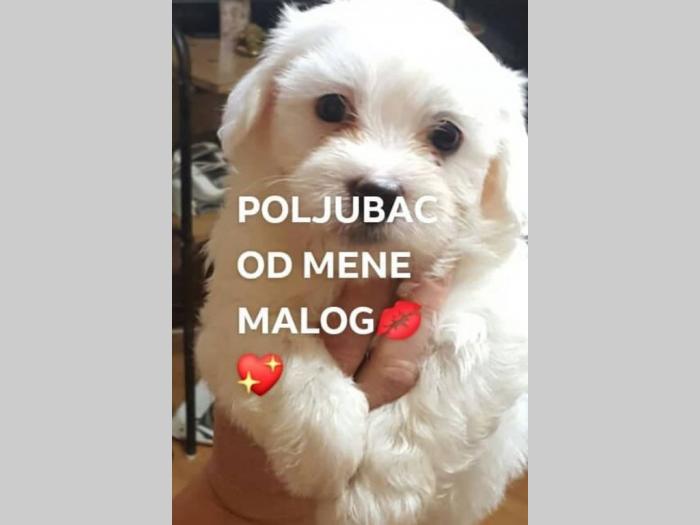 maltezer snežno bela štenad besplatni mali oglasi
