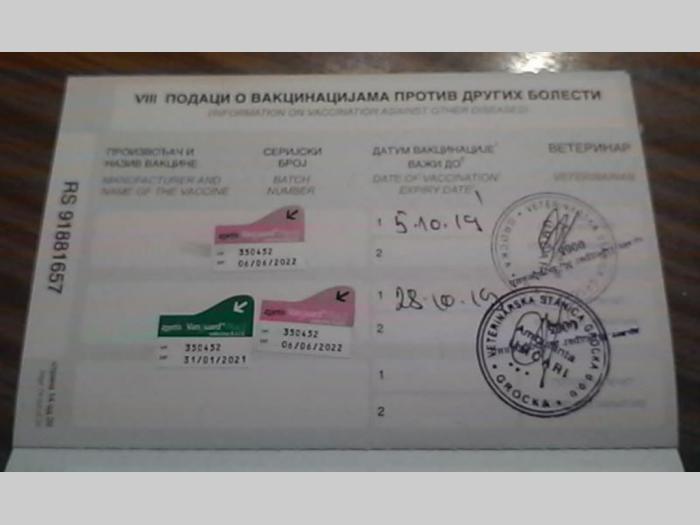 maltezer snežno bela štenad besplatni mali oglasi