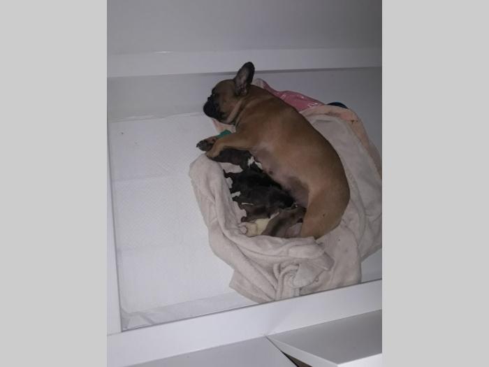 na prodaju prelepi i kvalitetni francuski buldozi besplatni mali oglasi