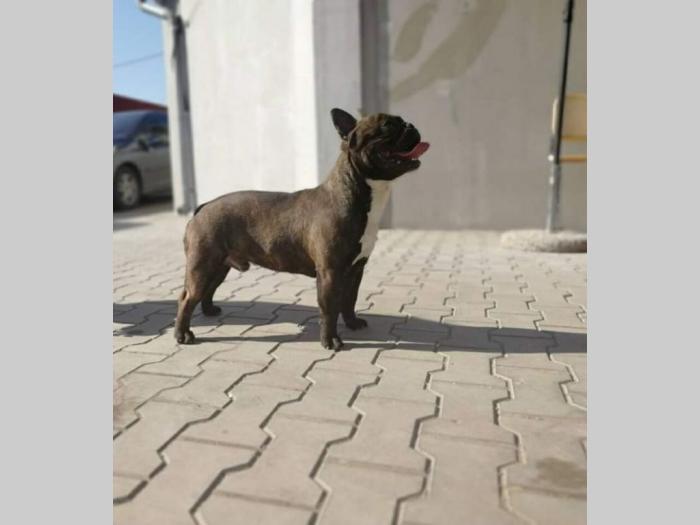 na prodaju prelepi i kvalitetni francuski buldozi besplatni mali oglasi