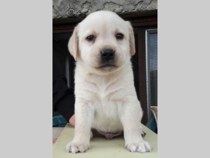štenci labradora vrhunskog porekla besplatni mali oglasi
