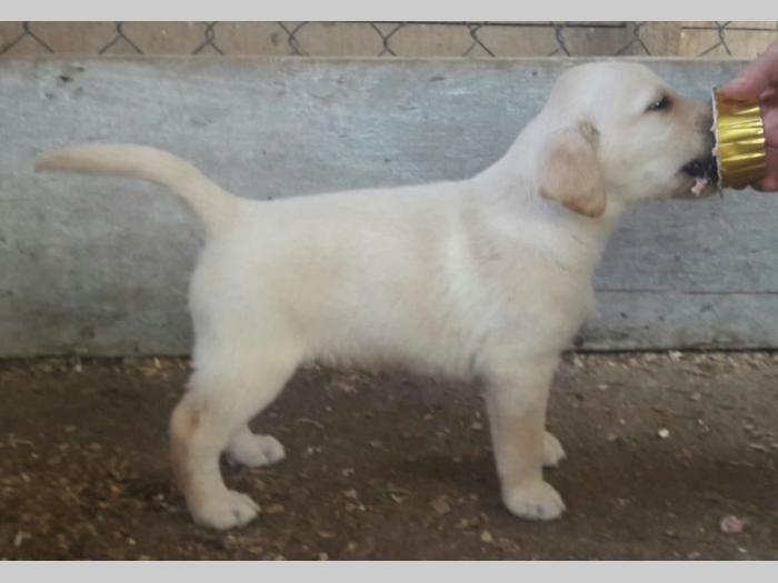 štenci labradora vrhunskog porekla besplatni mali oglasi