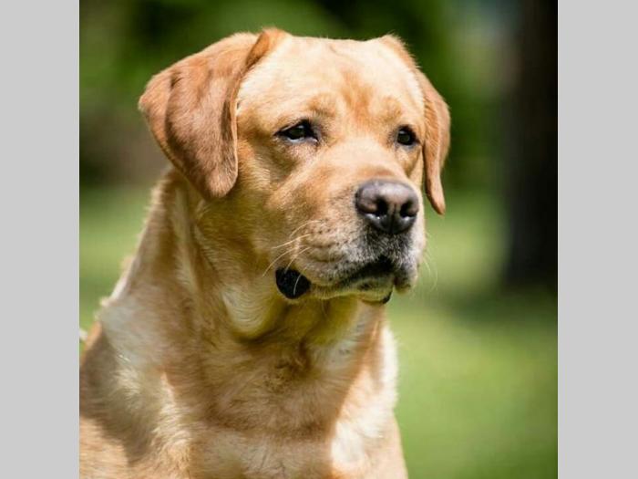 štenci labradora vrhunskog porekla besplatni mali oglasi