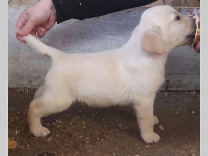 štenci labradora vrhunskog porekla besplatni mali oglasi