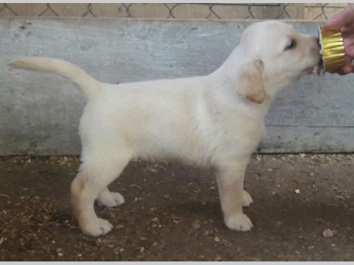 štenci labradora vrhunskog porekla besplatni mali oglasi