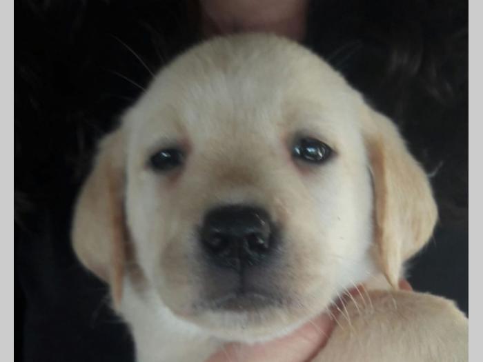 štenci labradora vrhunskog porekla besplatni mali oglasi