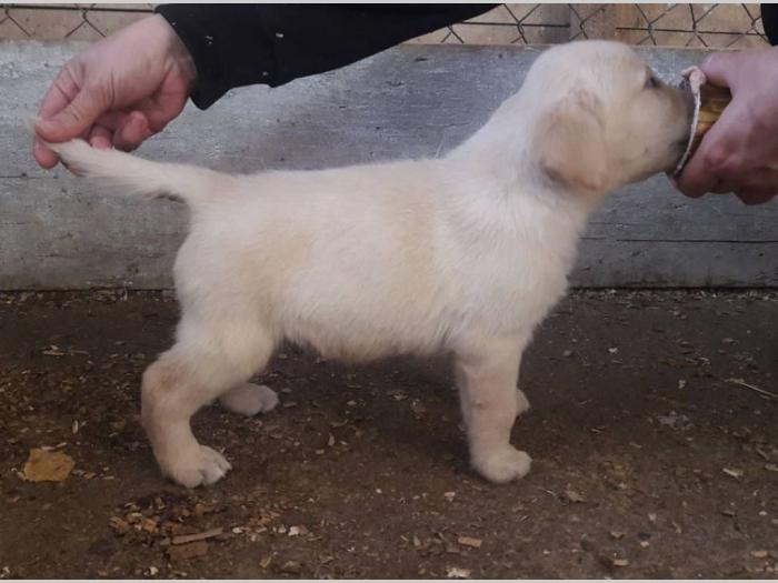 štenci labradora vrhunskog porekla besplatni mali oglasi