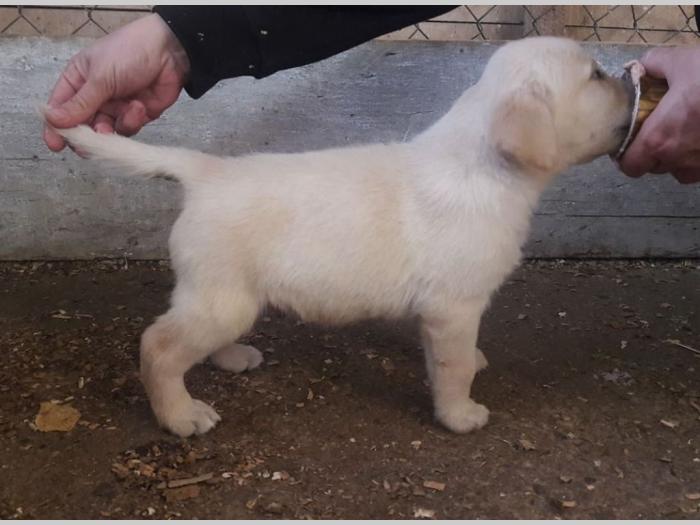 štenci labradora vrhunskog porekla besplatni mali oglasi