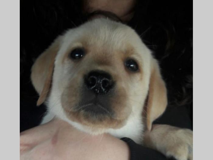štenci labradora vrhunskog porekla besplatni mali oglasi