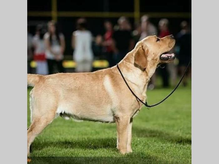 štenci labradora vrhunskog porekla besplatni mali oglasi
