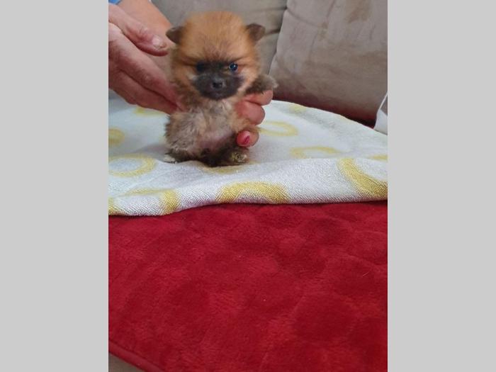 štenci pomeranskog špica besplatni mali oglasi