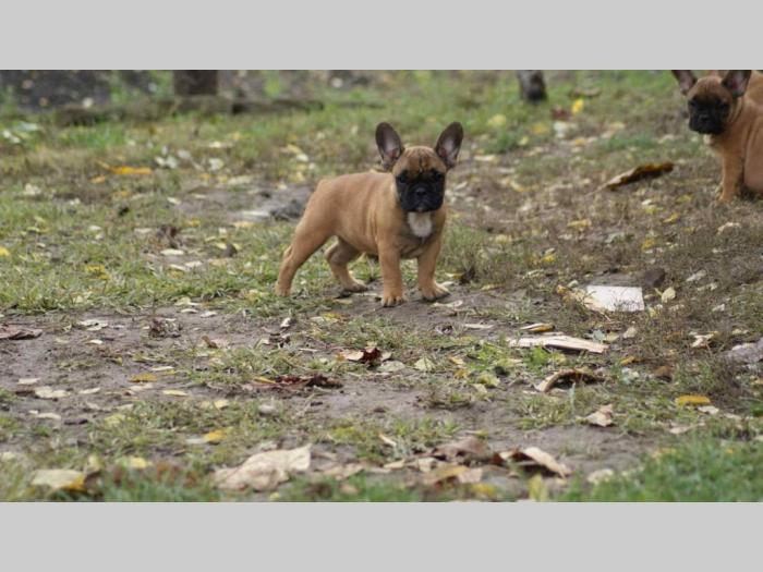 štenci francuskog buldoga, stari 2 meseca besplatni mali oglasi