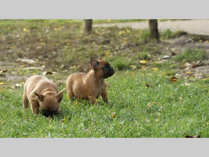 štenci francuskog buldoga, stari 2 meseca besplatni mali oglasi