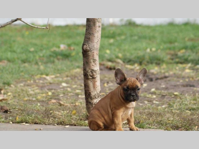 štenci francuskog buldoga, stari 2 meseca besplatni mali oglasi