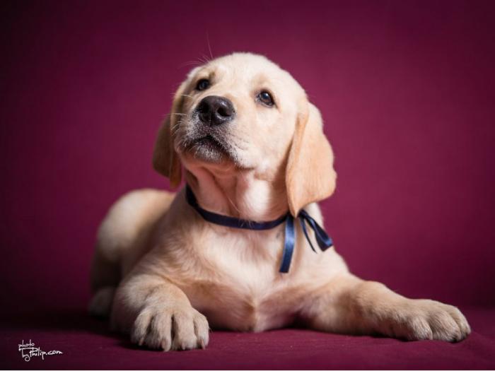 labrador retriver dva vrhunska muška šteneta besplatni mali oglasi