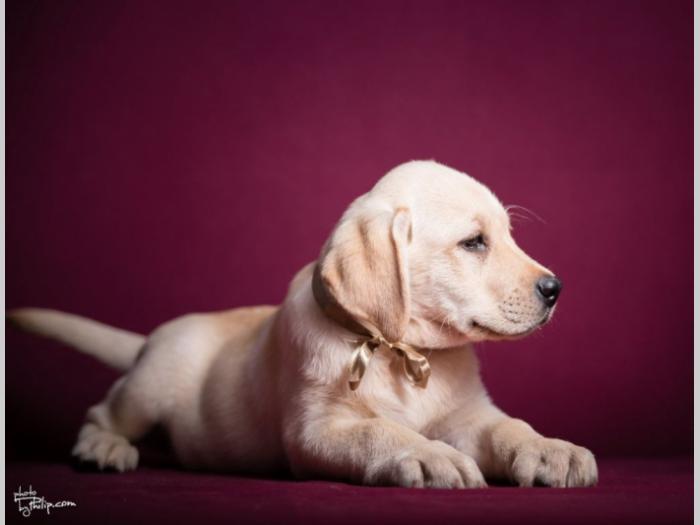 labrador retriver dva vrhunska muška šteneta besplatni mali oglasi