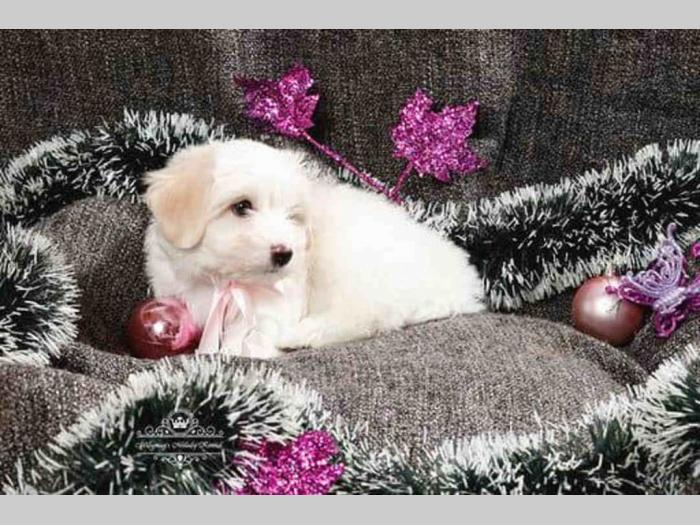 coton de tulear štenci na prodaju besplatni mali oglasi