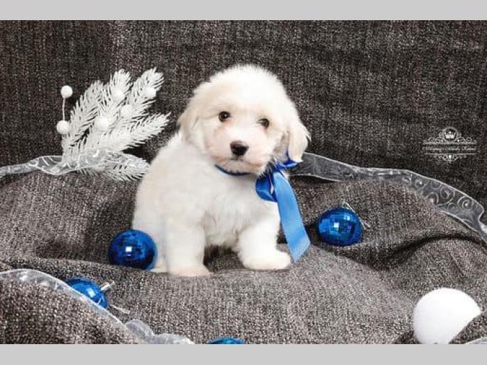 coton de tulear štenci na prodaju besplatni mali oglasi