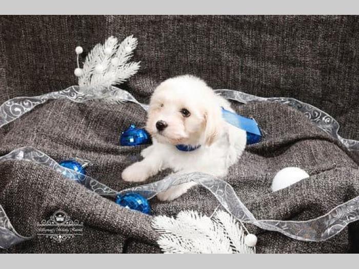 coton de tulear štenci na prodaju besplatni mali oglasi
