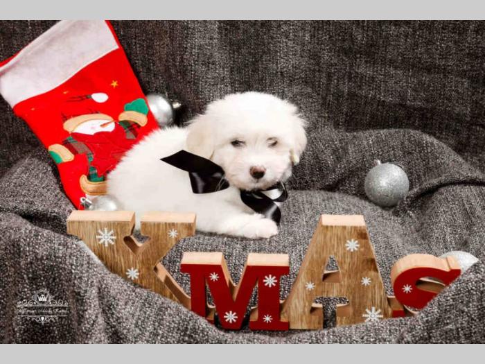 coton de tulear štenci na prodaju besplatni mali oglasi