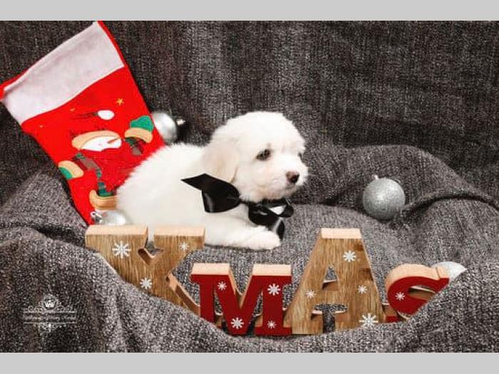 coton de tulear štenci na prodaju besplatni mali oglasi