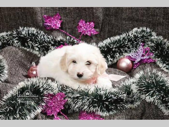 coton de tulear štenci na prodaju besplatni mali oglasi