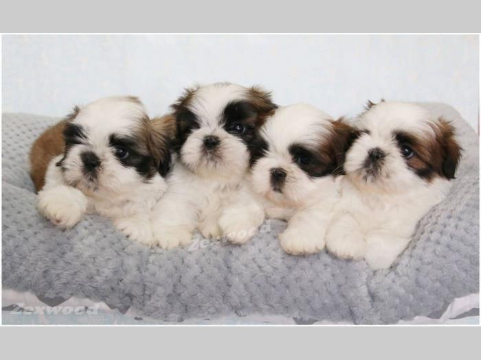 si cu (shih tzu) stenci izlozbenog kvaliteta besplatni mali oglasi