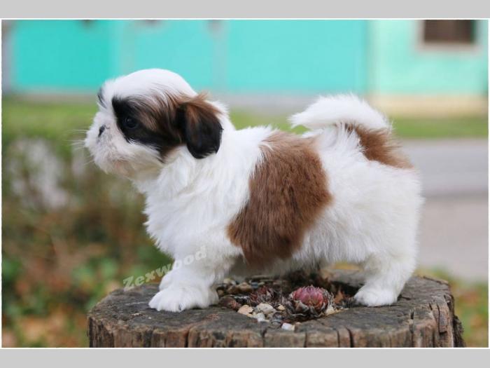 si cu (shih tzu) stenci izlozbenog kvaliteta besplatni mali oglasi