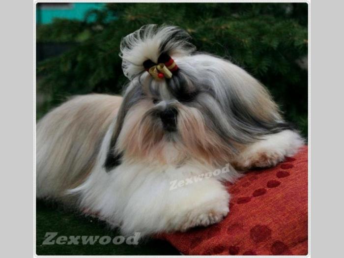 si cu (shih tzu) stenci izlozbenog kvaliteta besplatni mali oglasi