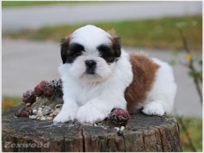 si cu (shih tzu) stenci izlozbenog kvaliteta besplatni mali oglasi