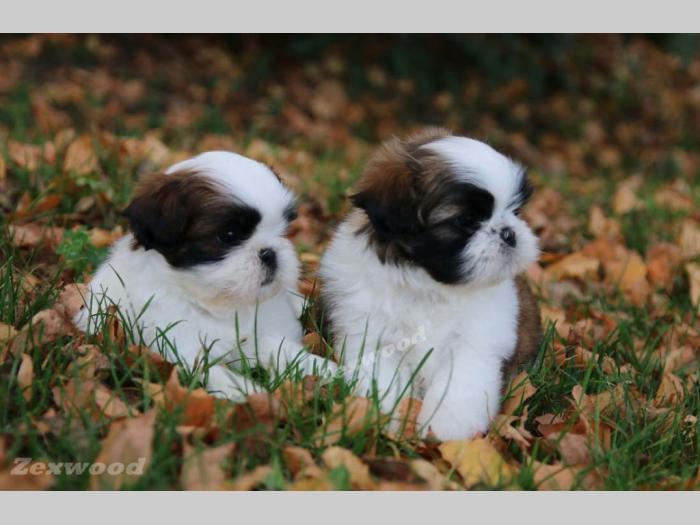 si cu (shih tzu) stenci izlozbenog kvaliteta besplatni mali oglasi