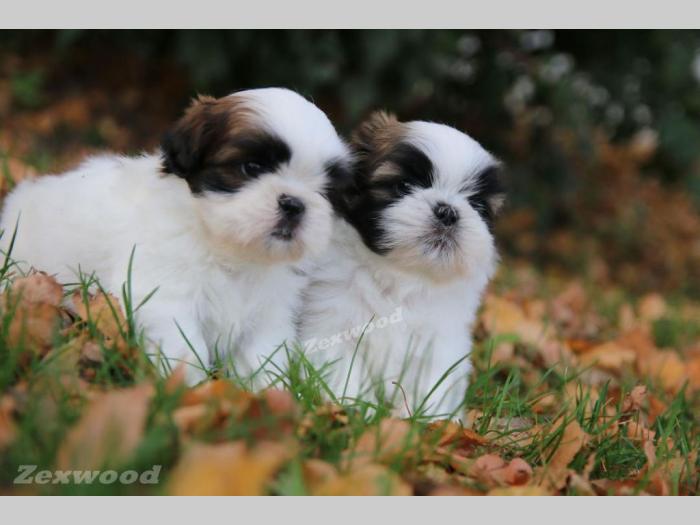 si cu (shih tzu) stenci izlozbenog kvaliteta besplatni mali oglasi
