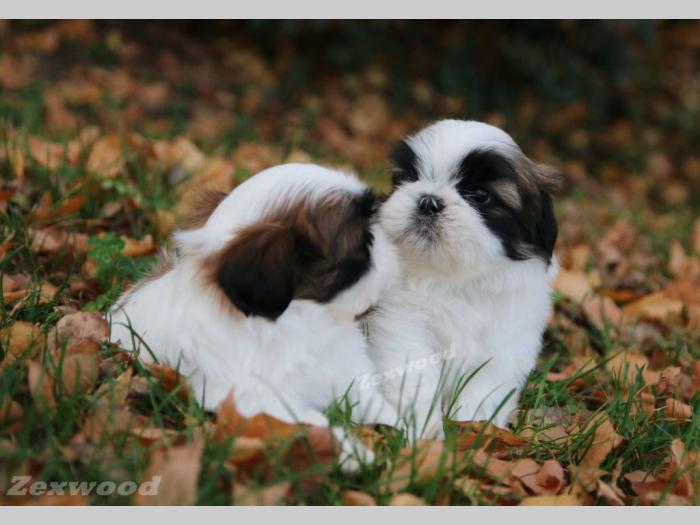 si cu (shih tzu) stenci izlozbenog kvaliteta besplatni mali oglasi