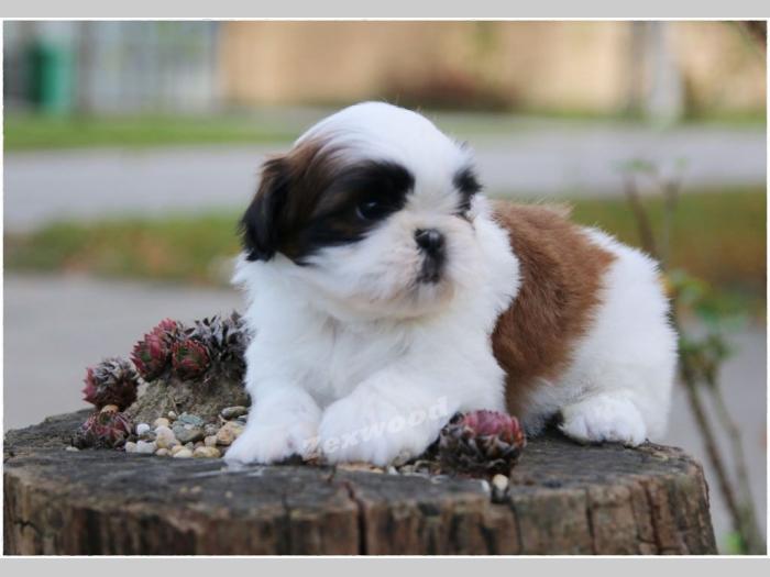 si cu (shih tzu) stenci izlozbenog kvaliteta besplatni mali oglasi