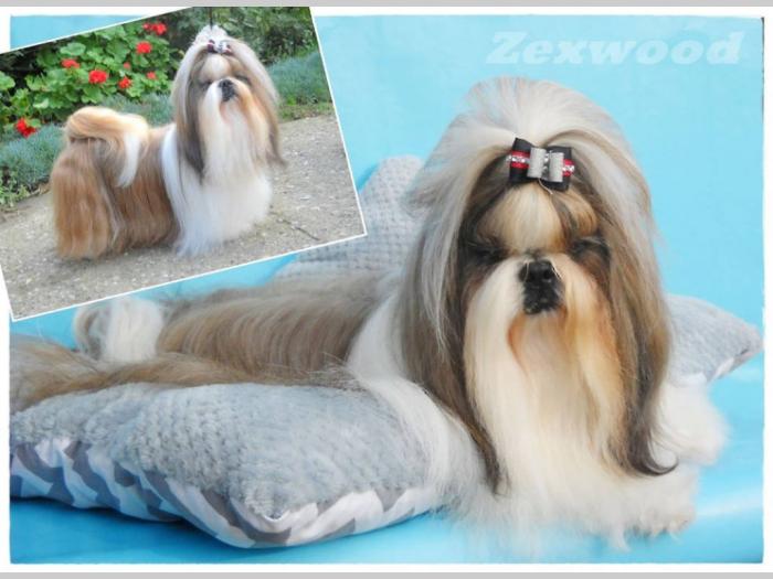 si cu (shih tzu) stenci izlozbenog kvaliteta besplatni mali oglasi