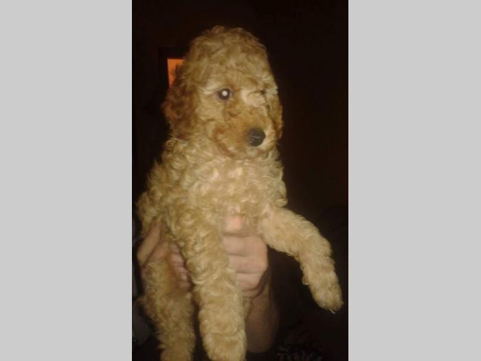 apricot toy pudla žensko štene besplatni mali oglasi