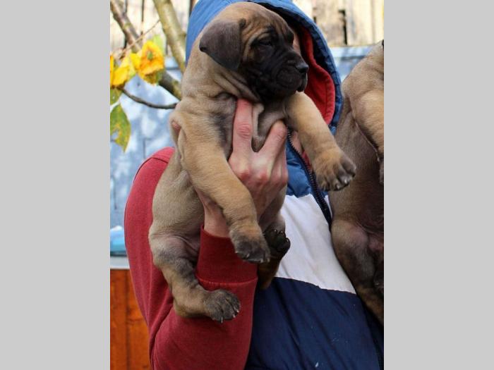 presa canario štenci šampionskog porekla besplatni mali oglasi