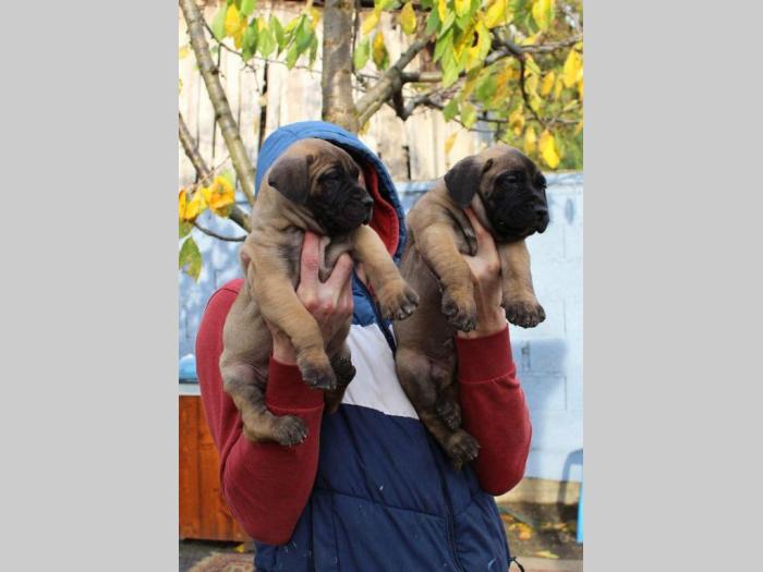 presa canario štenci šampionskog porekla besplatni mali oglasi