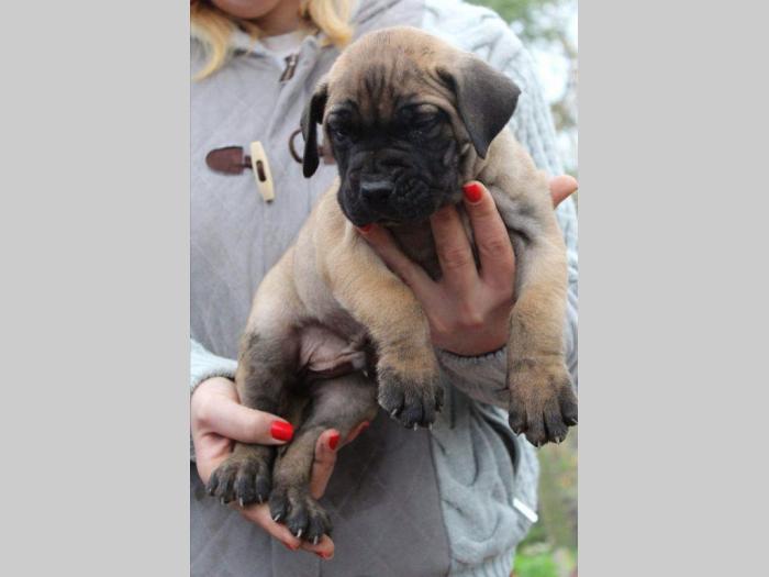 presa canario štenci šampionskog porekla besplatni mali oglasi